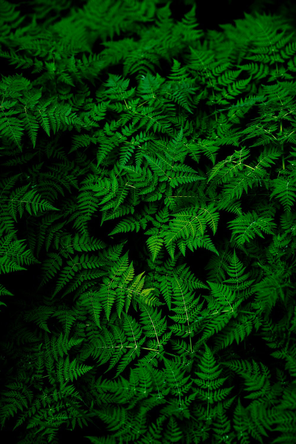 Sculptural green leaves against a warm background